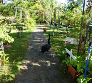 Kleines Cafe mit schönem Schwan