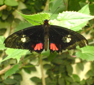 Schmetterling