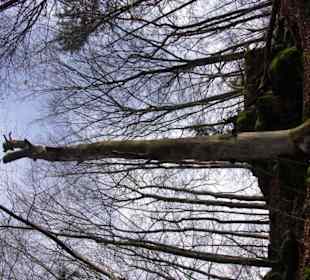 Abgestorbener Baum fand ich Klasse