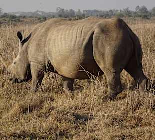 Nashörner im Nairobi National Park