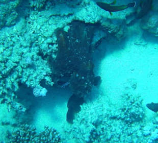 Krake in unserer Bucht