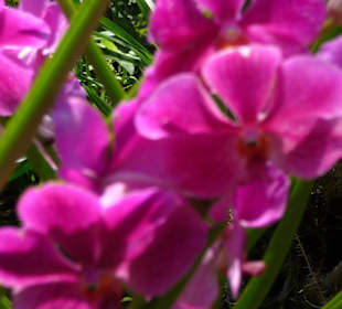 Exotische Blüten und Farben