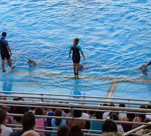 Delfinshow