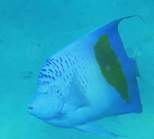 Schnorcheln Abu Soma