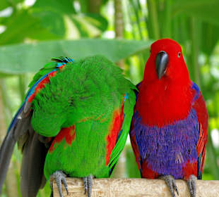 Bali -Park Ptaków i Gadów