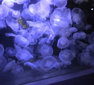 Aquarium