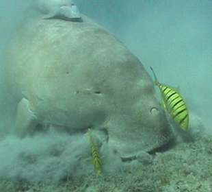 Seekuh beim Schnorchelausflug