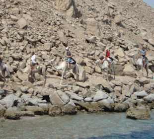 Dromedarrit nach Blue Hole bei Dahab