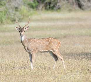 Supun