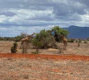 Impressiv Tsavo east Safari