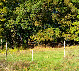 Rinder wurden schon heimgebracht