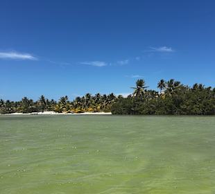 Mangroven Bayahibe 