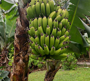 Nebelwald-Reservat Monteverde