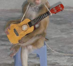 Monkey Theatre