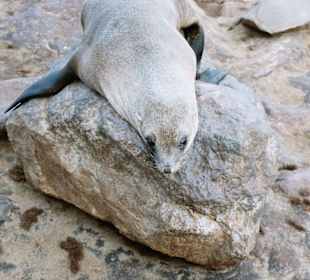 Robbe am Cape Cross