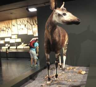 Zoologisches Museum