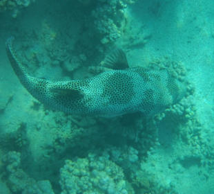 Großer Kugelfisch (ca. 60-70cm)