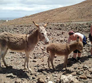 Wilde Esel aus dem Barranco Vinamar