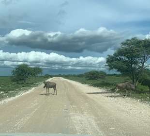 Tiere haben immer Vorfahrt