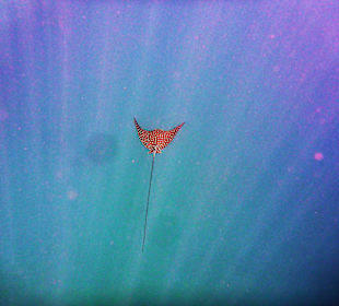 Schnorcheln El Quseir