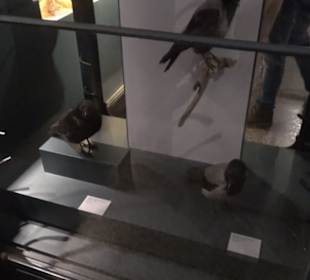Museum für Naturkunde