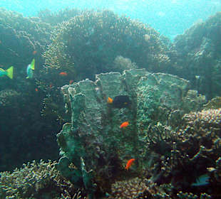 Marsa Assalaia Tauchgang