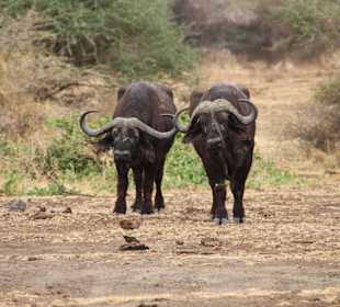 Büffel Lake Manyara