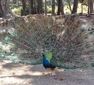 Plaka Forrest