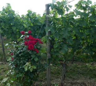 Wanderung durch die Escherndorfer Weinberge
