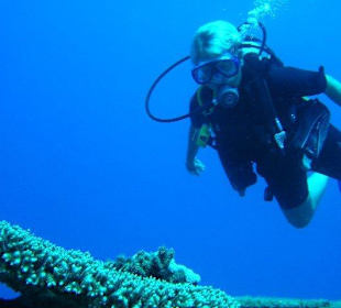 Tellerkoralle am Hausriff Zerib Kebir