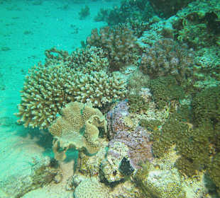 Tauchen bei der DC über Oototo Holiday Service gebucht