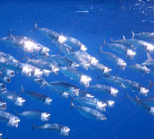 Fische