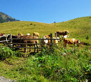 Die Herde Bauer voll freundlich