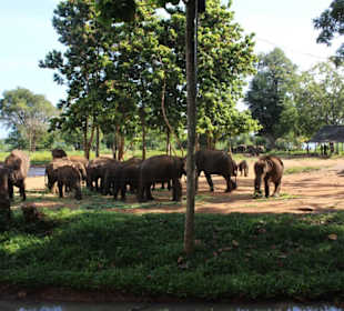 Elephant Transit Home Udawalawe