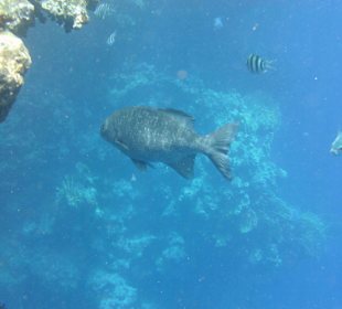 Hochflossen - Ruderfisch