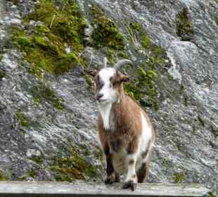 Gams auf der Alm