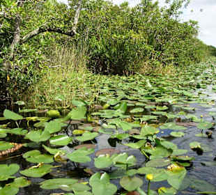In den Everglades