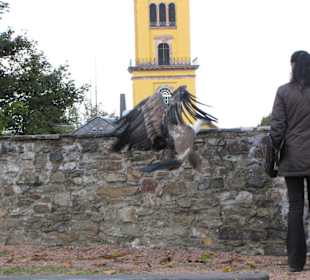 Falken- & Greifvogelflugshow