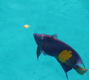 Ägyptischer Kaiserfisch