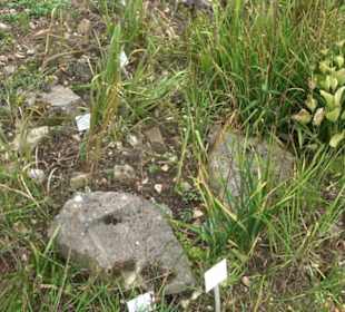Alpinum