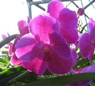 Eine Magentafarbene Orchideensorte.