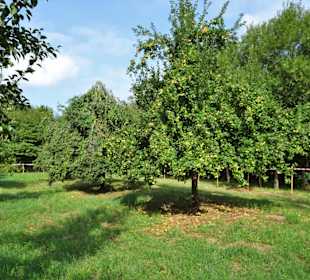 Impressionen aus dem Arboretum Wildeshausen