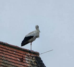 Die Weihnachtsstörche