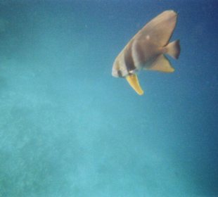 Fledermausfisch an der Riffkante