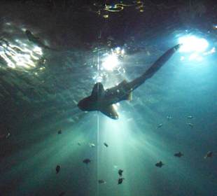 Tropenaquarium Hagenbeck