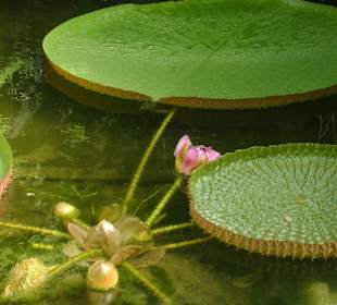 Giardini La Mortella
