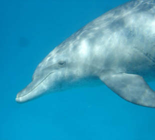 Delphin