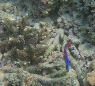 Unterwasserwelt Musandam