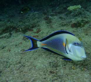 Schnorcheln am Hausriff 