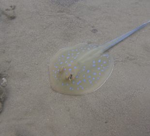 Gut getroffen...Blaupunktrochen...